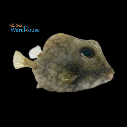 Buffalo Trunkfish (Lactophrys trigonus)