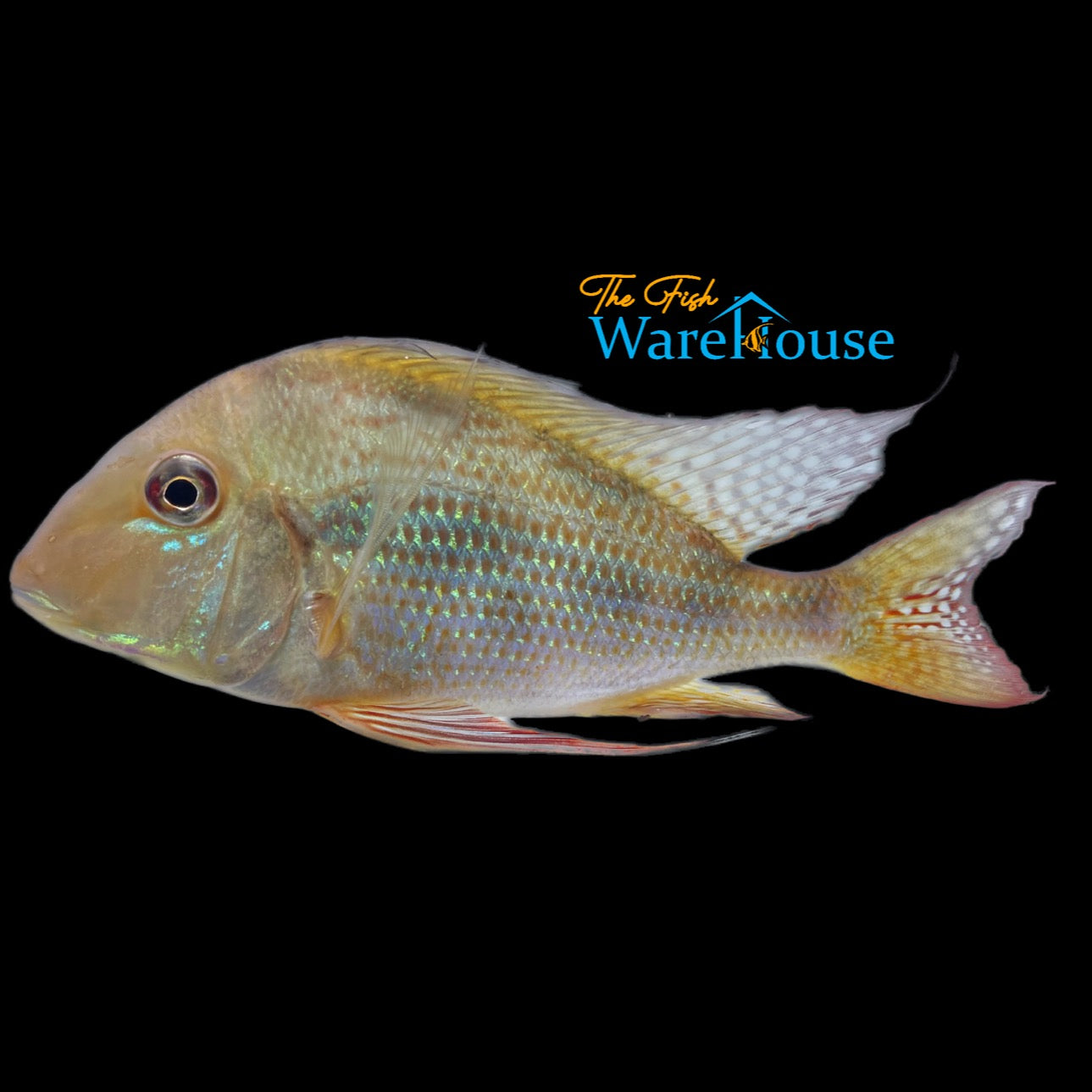 Geophagus Surinamensis