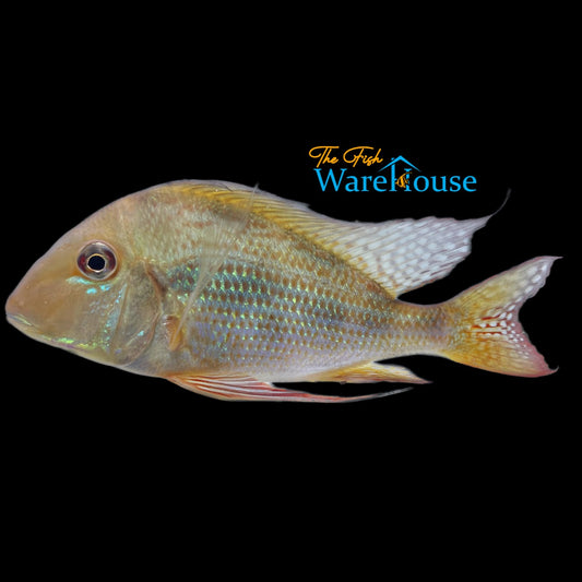 Geophagus Surinamensis