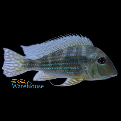 Geophagus Surinamensis