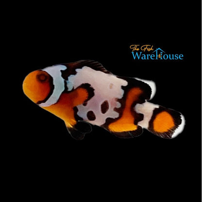 Bullet Hole Ocellaris Clownfish (Amphiprion ocellaris)