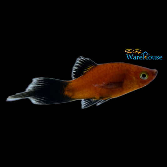 Red Wag Plumetail Platy (Xiphophorus maculatus)