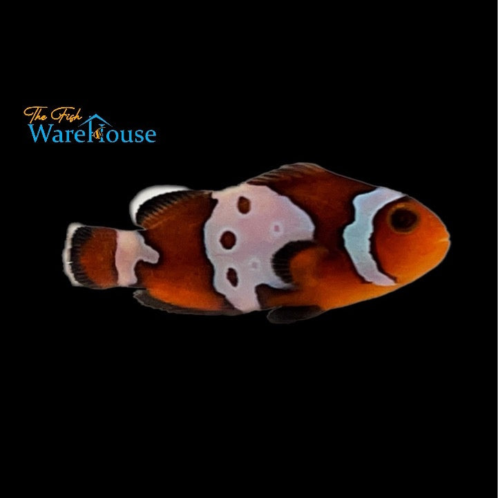 Bullet Hole Ocellaris Clownfish (Amphiprion ocellaris)