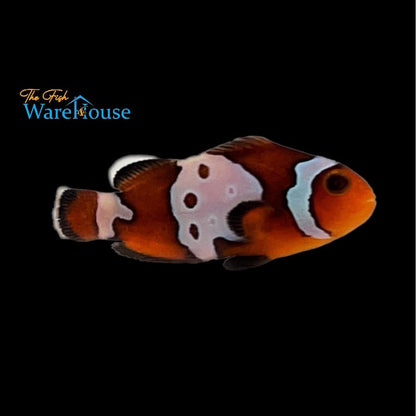 Bullet Hole Ocellaris Clownfish (Amphiprion ocellaris)