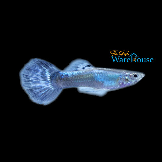 Blue Diamond Guppy (Poecilia reticulata)