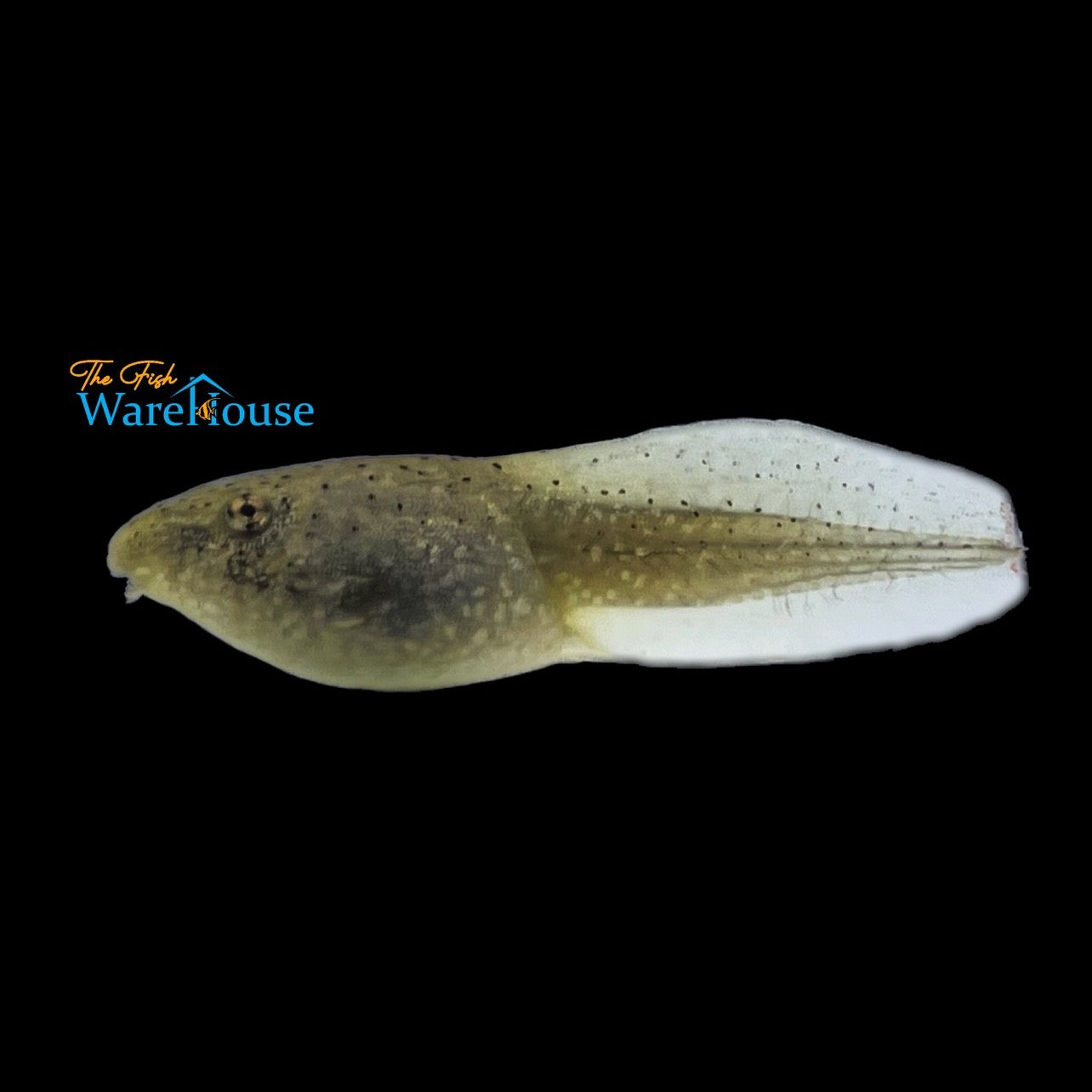 Bullfrog Tadpole (Lithobates catesbeianus)