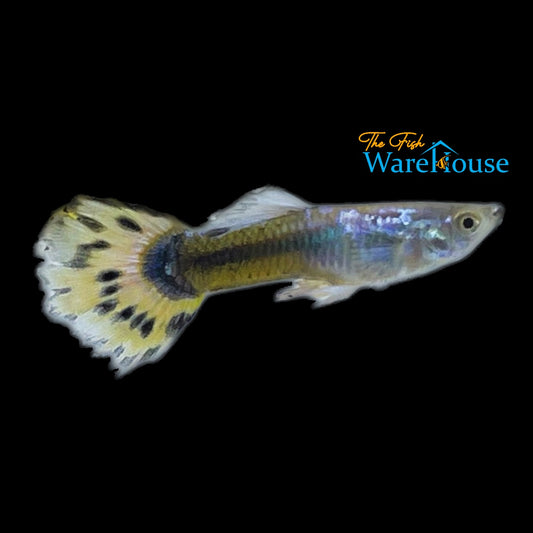 Yellow Leopard Guppy (Poecilia reticulata)