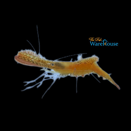 Donald Duck Shrimp (Leander plumosus)