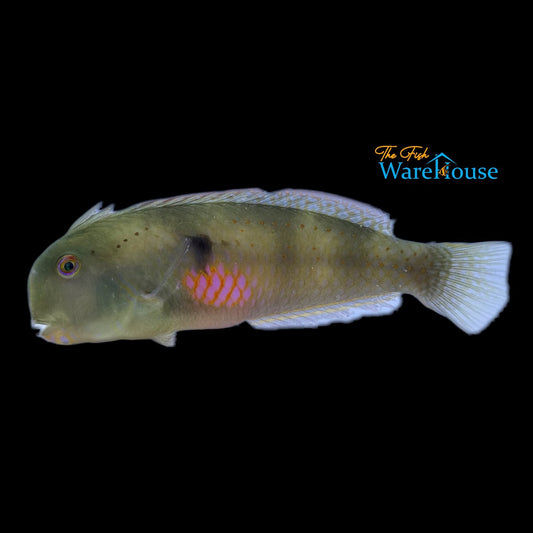 Pink Breast Razor Wrasse (Iniistius pentadactylus)