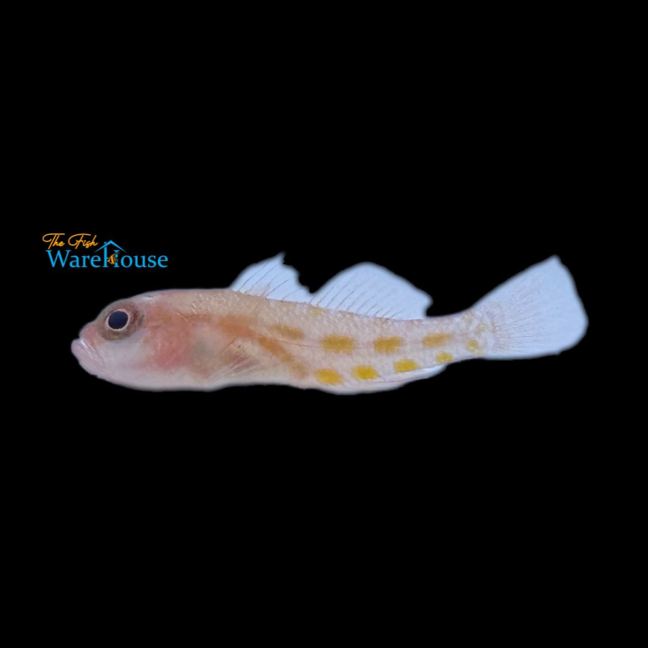 Orange Blotched Pygmy Goby (Trimma annosum)