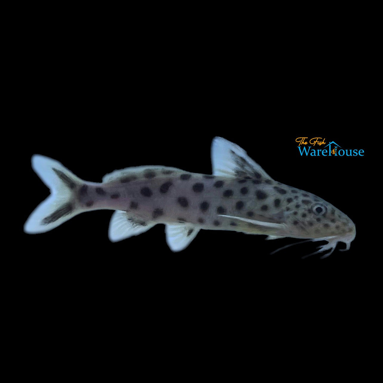 Synodontis Multipunctatus