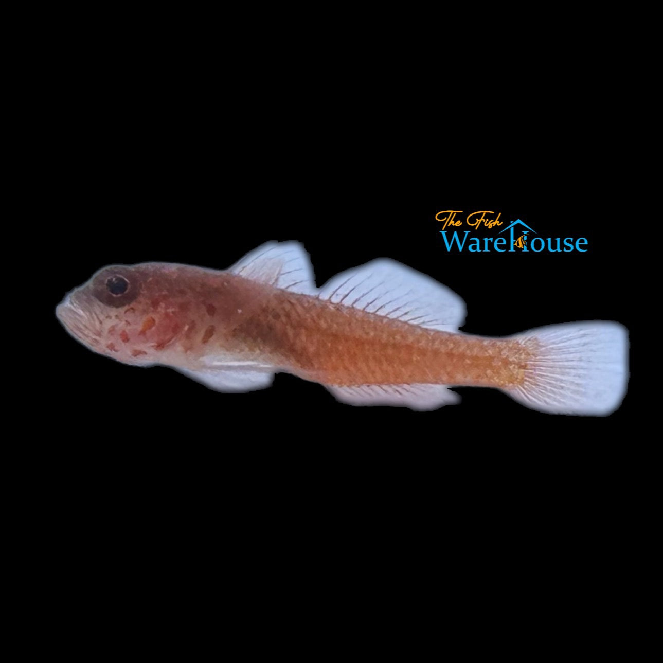 Orange-Red Pygmy Goby (Trimma okinawae)