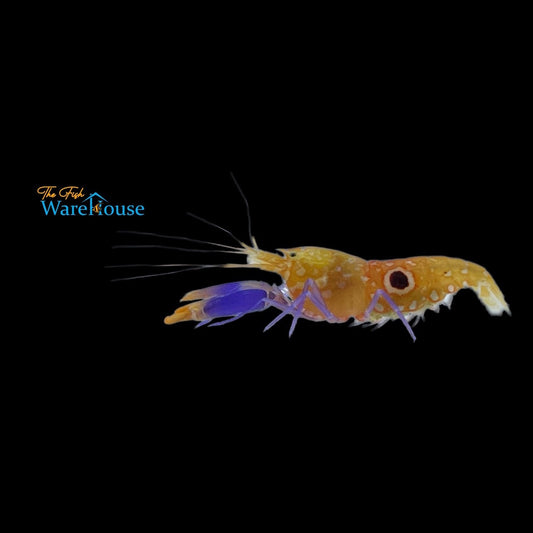 Bullseye Pistol Shrimp (Alpheus soror)