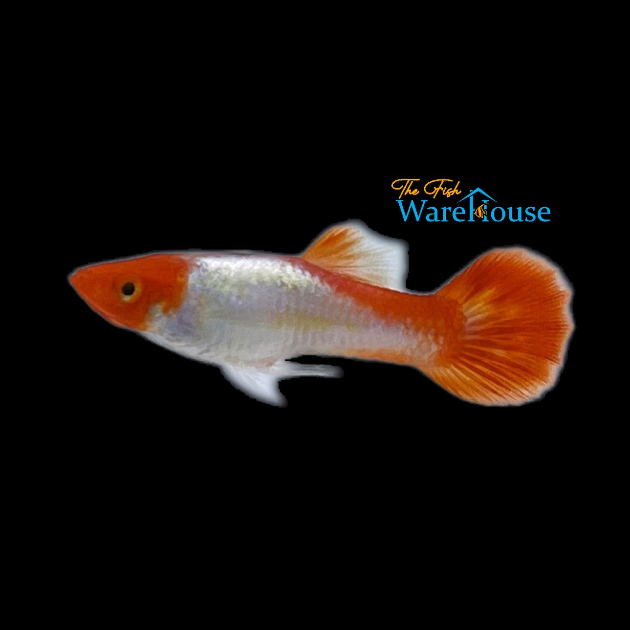 Koi Kohaku Guppy (Poecilia reticulata)