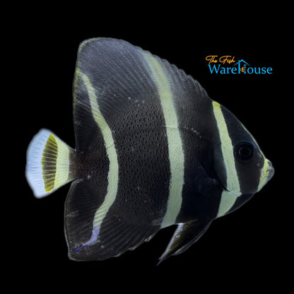 Gray (Black) Angelfish - Juvenile (Pomacanthus arcuatus)