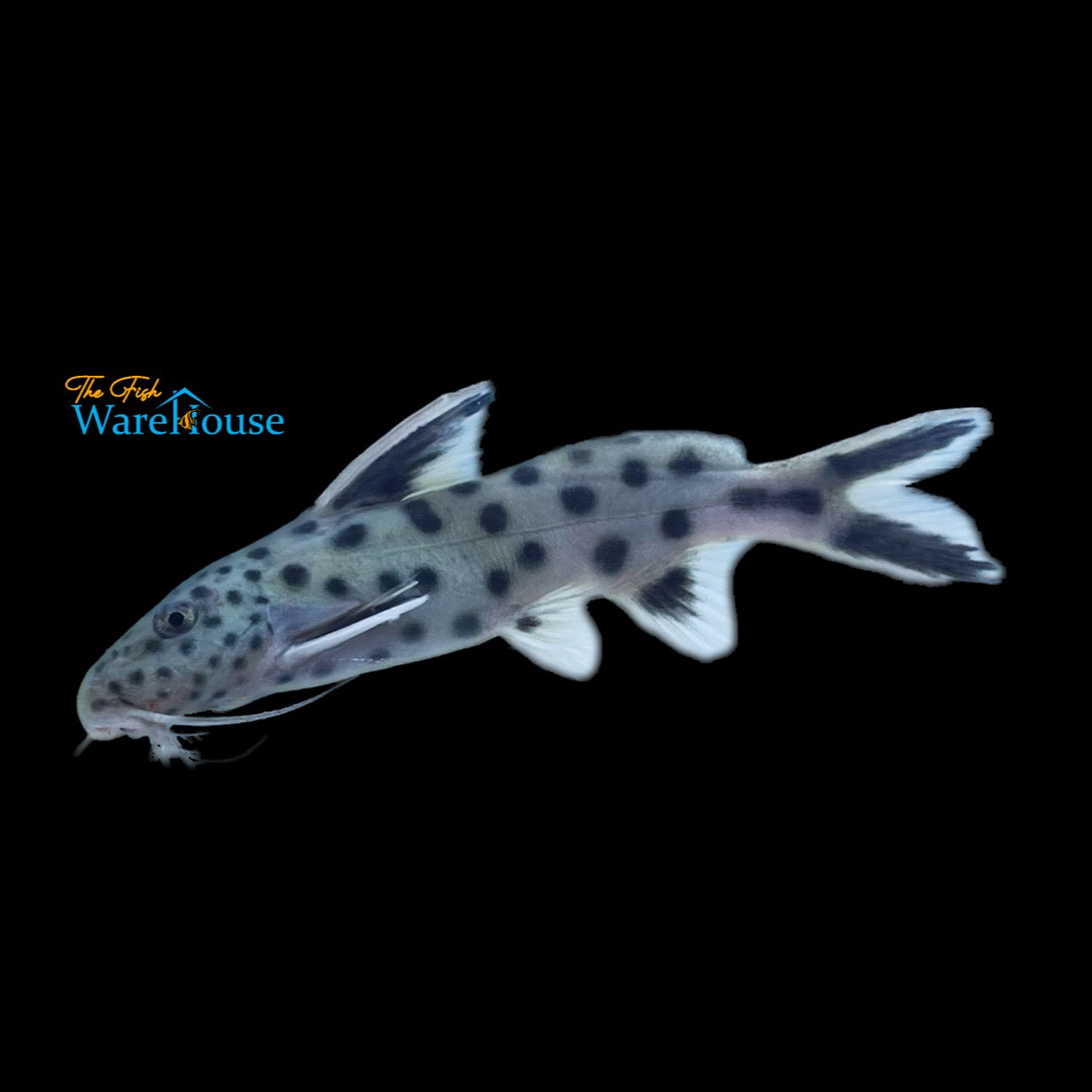 Synodontis Petricola