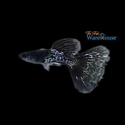 Black Cobra Guppy (Poecilia reticulata)