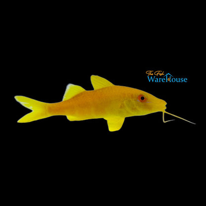 Yellow Goatfish (Parupeneus cyclostoma)