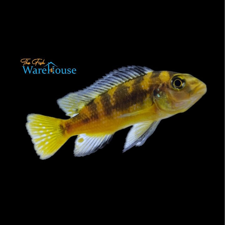 Bumblebee Cichlid (Pseudotropheus crabro)