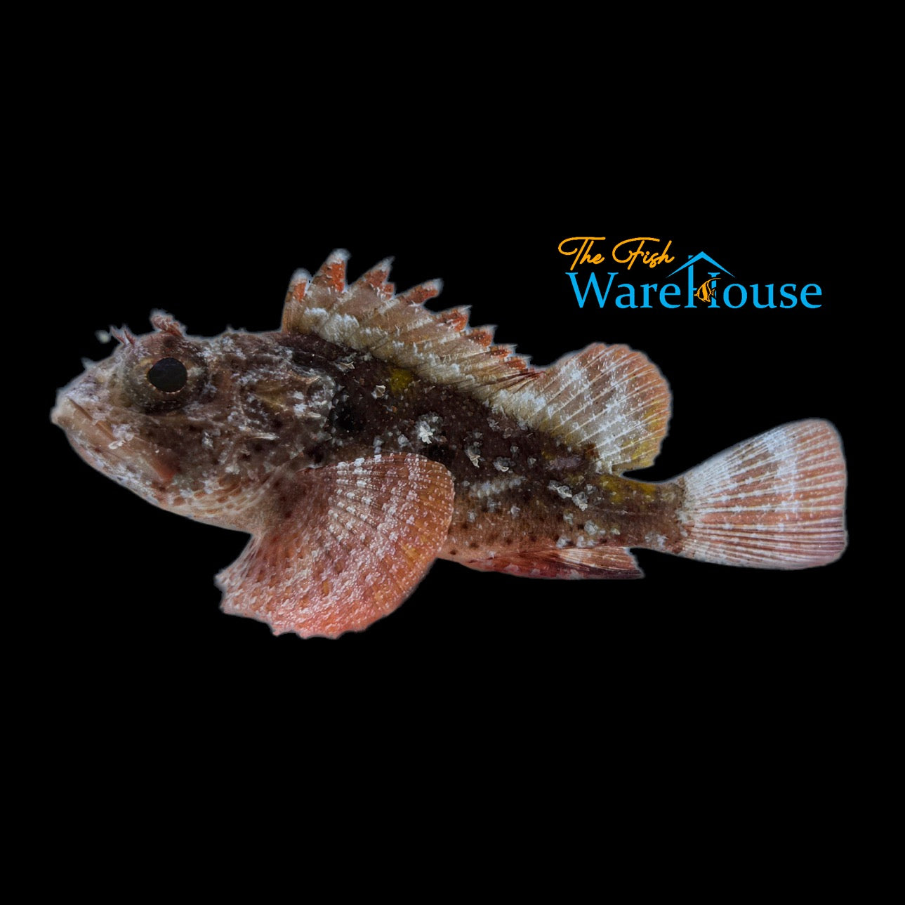 Plumed Scorpionfish (Scorpaena grandicornis)