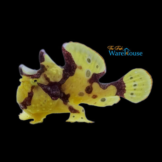 Yellow Wartskin Angler (Antennarius maculatus)