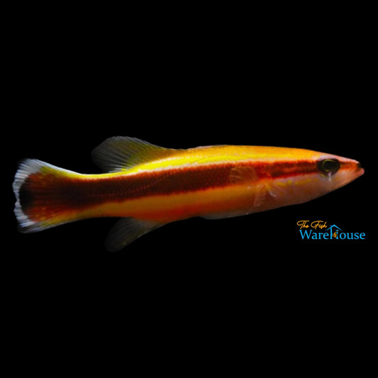 Wrasse Bass (Liopropoma eukrines)