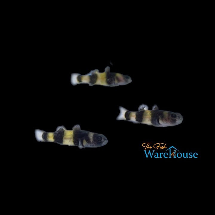 Bumblebee Goby (Brachygobius doriae)