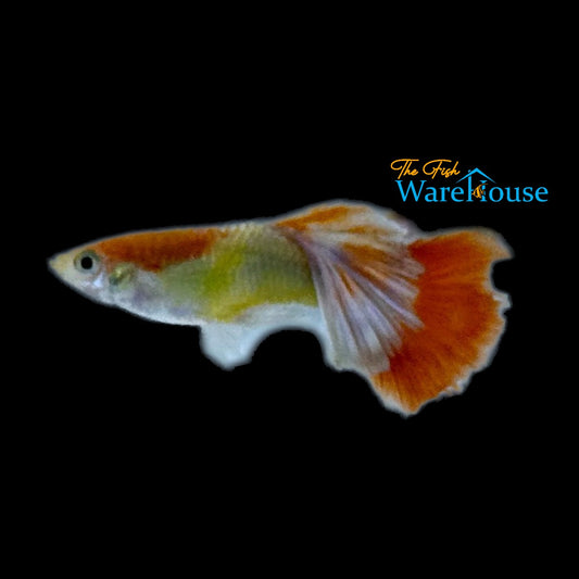 Red Halfmoon Guppy (Poecilia reticulata)