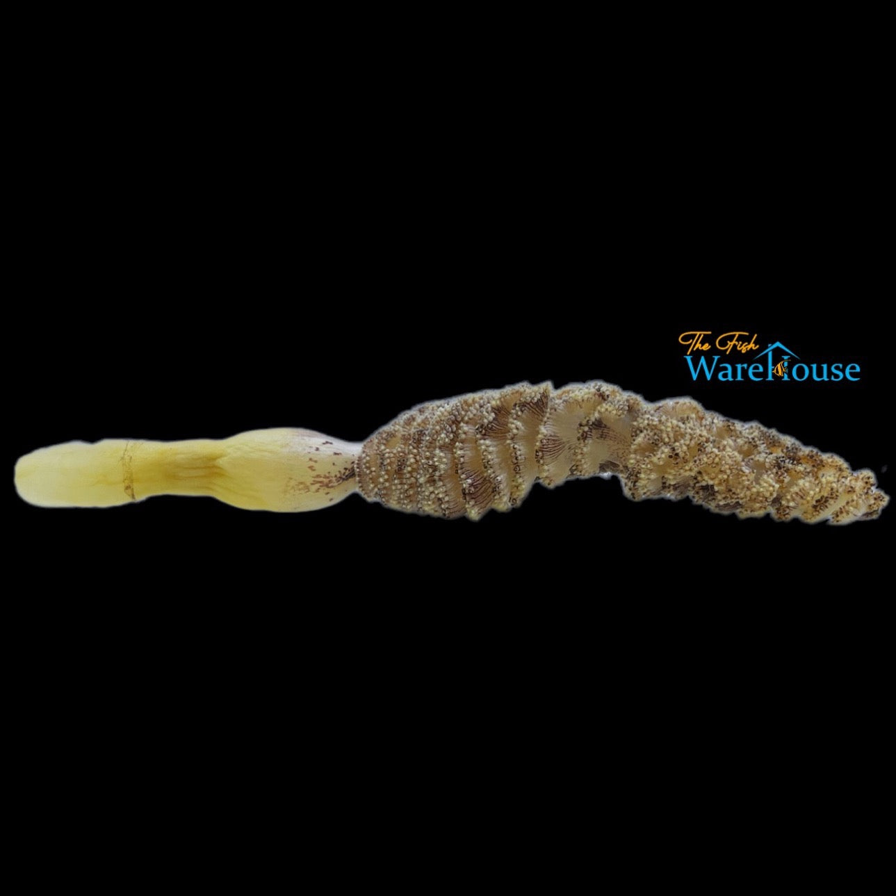 Sea Pen (Ptilosarcus gurneyi)