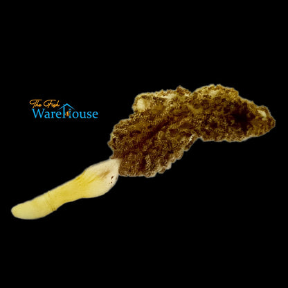 Sea Pen (Ptilosarcus gurneyi)