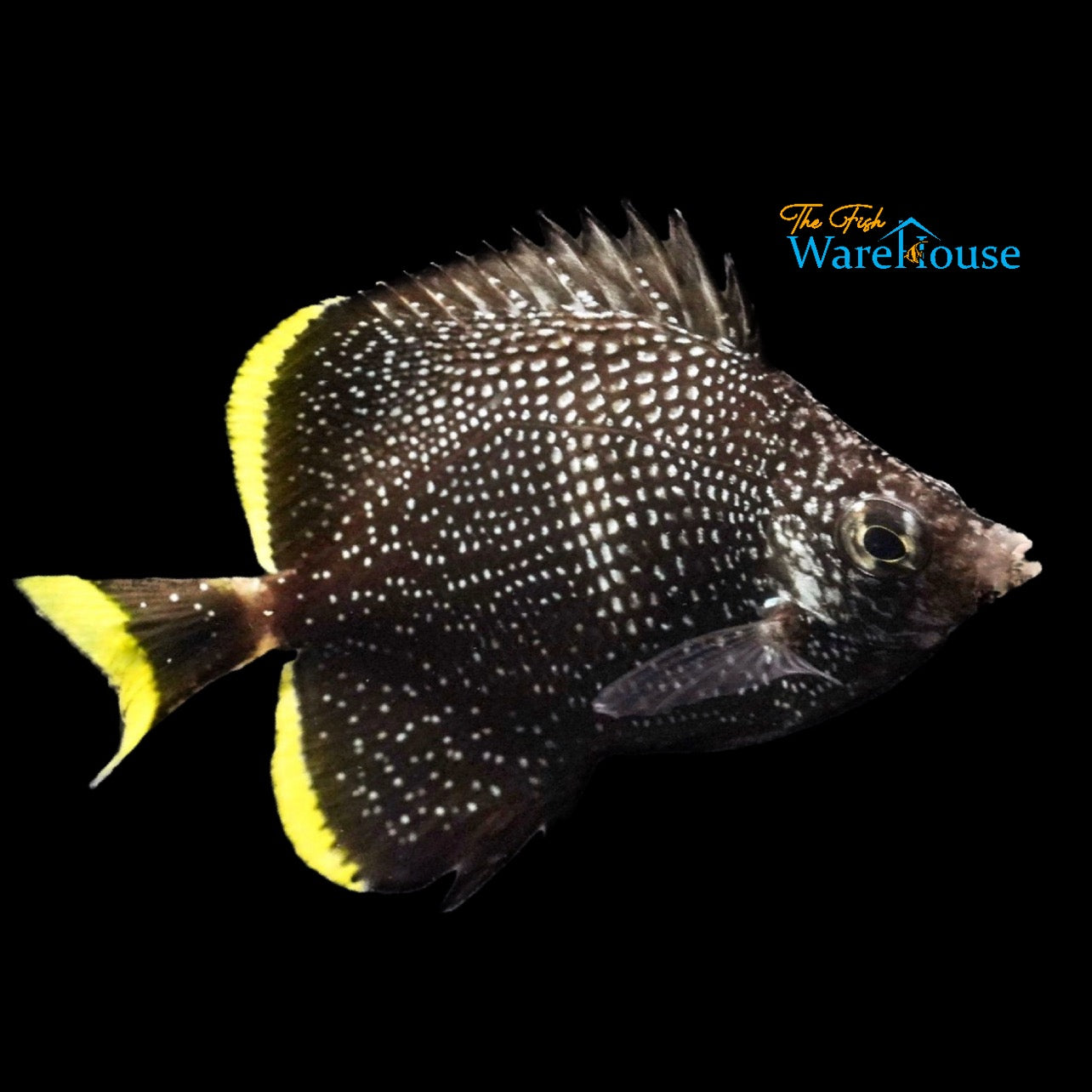 Wrought Iron Butterflyfish - Juvenile (Chaetodon daedalma)