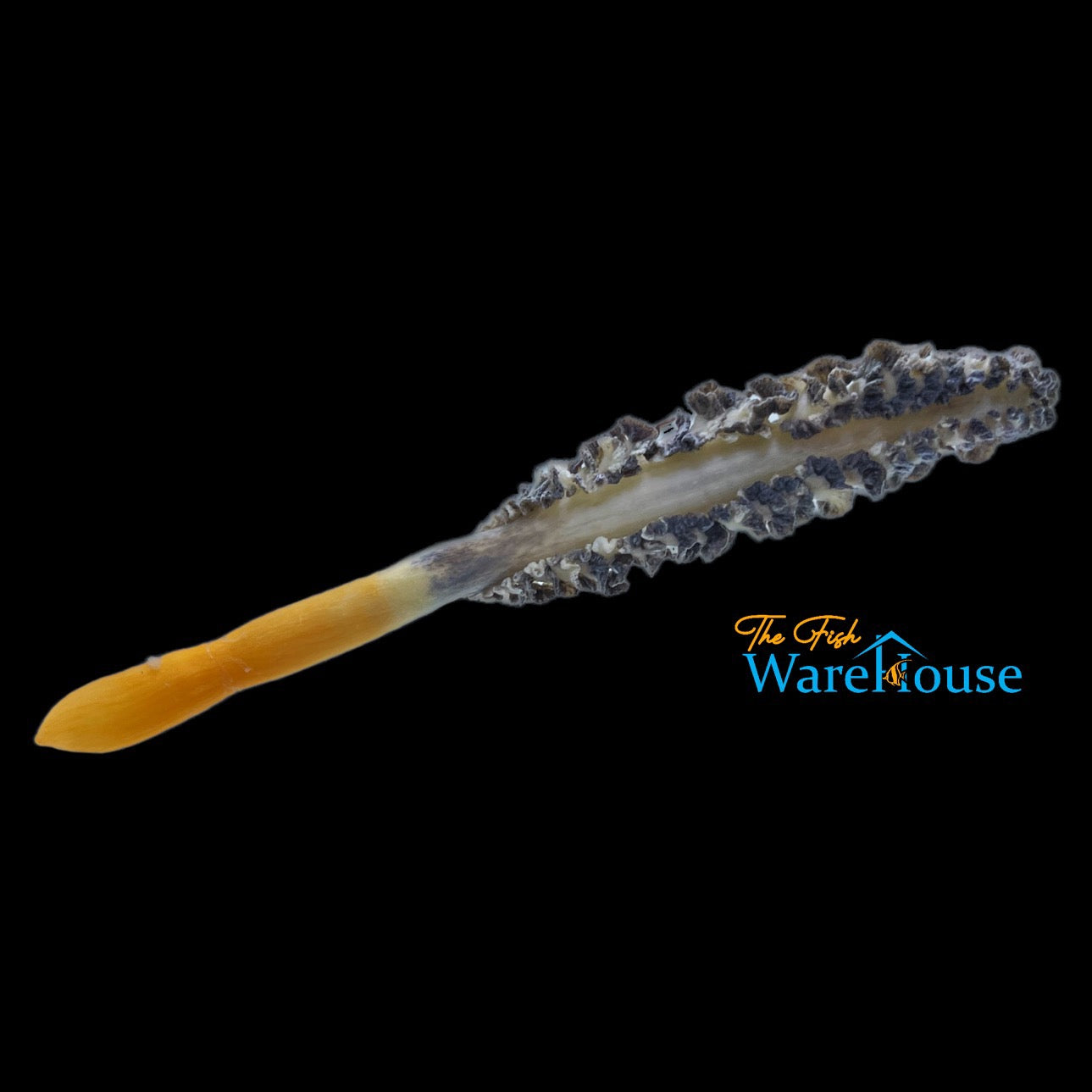 Sea Pen (Ptilosarcus gurneyi)