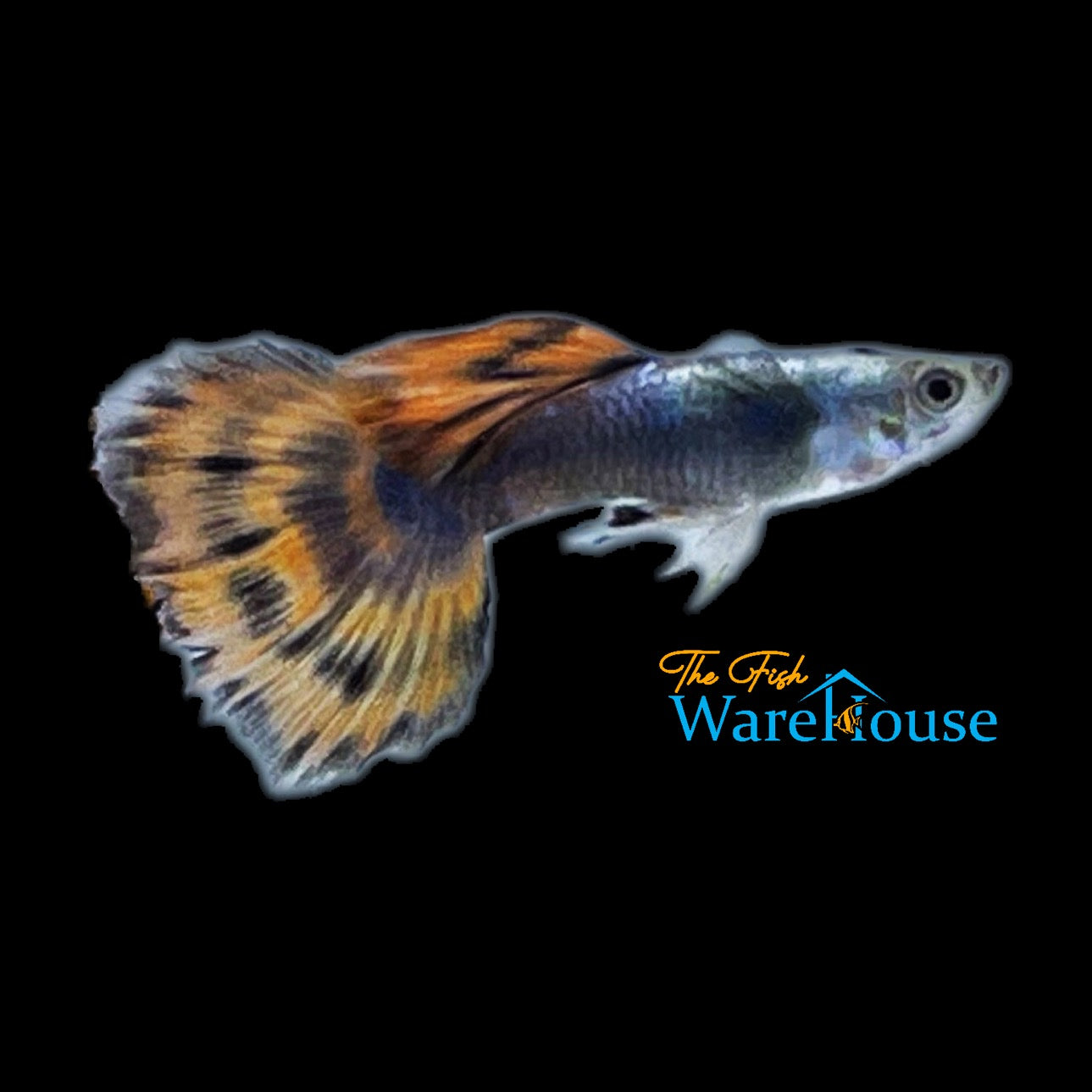 Red Mosaic Dumbo Guppy (Poecilia reticulata)