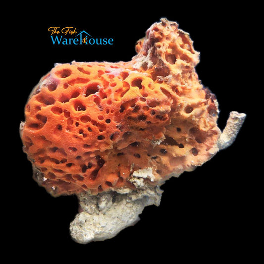 Orange Honeycomb Sponge (Hemimycale columella)