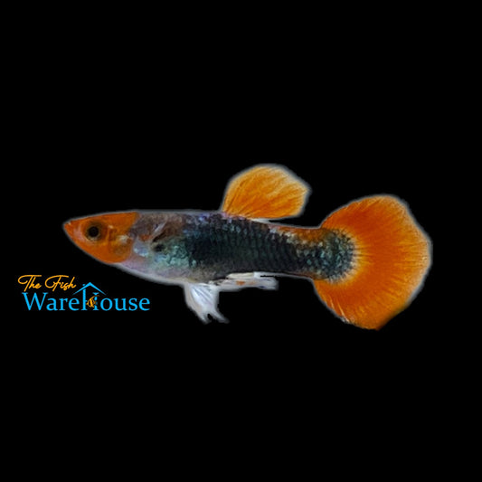 Koi Tuxedo Guppy (Poecilia reticulata)