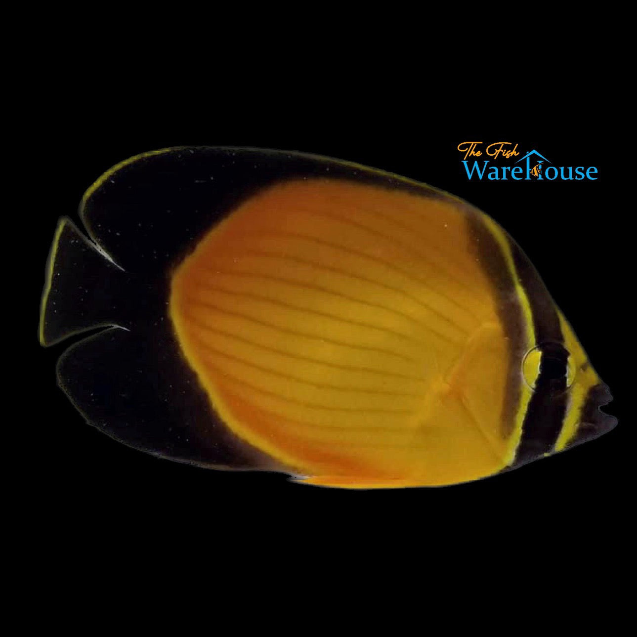 Arabian Butterflyfish (Chaetodon melapterus)