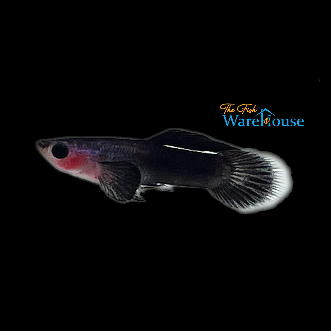 Black Ruby Panda Guppy (Poecilia reticulata)