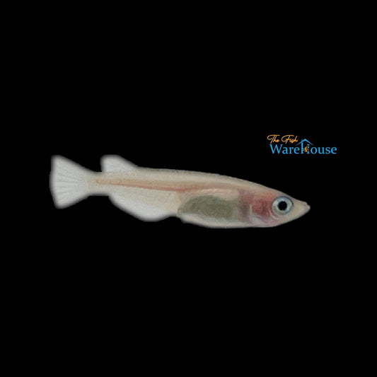 Galaxy Medaka Ricefish (Oryzias latipes 'galaxy')