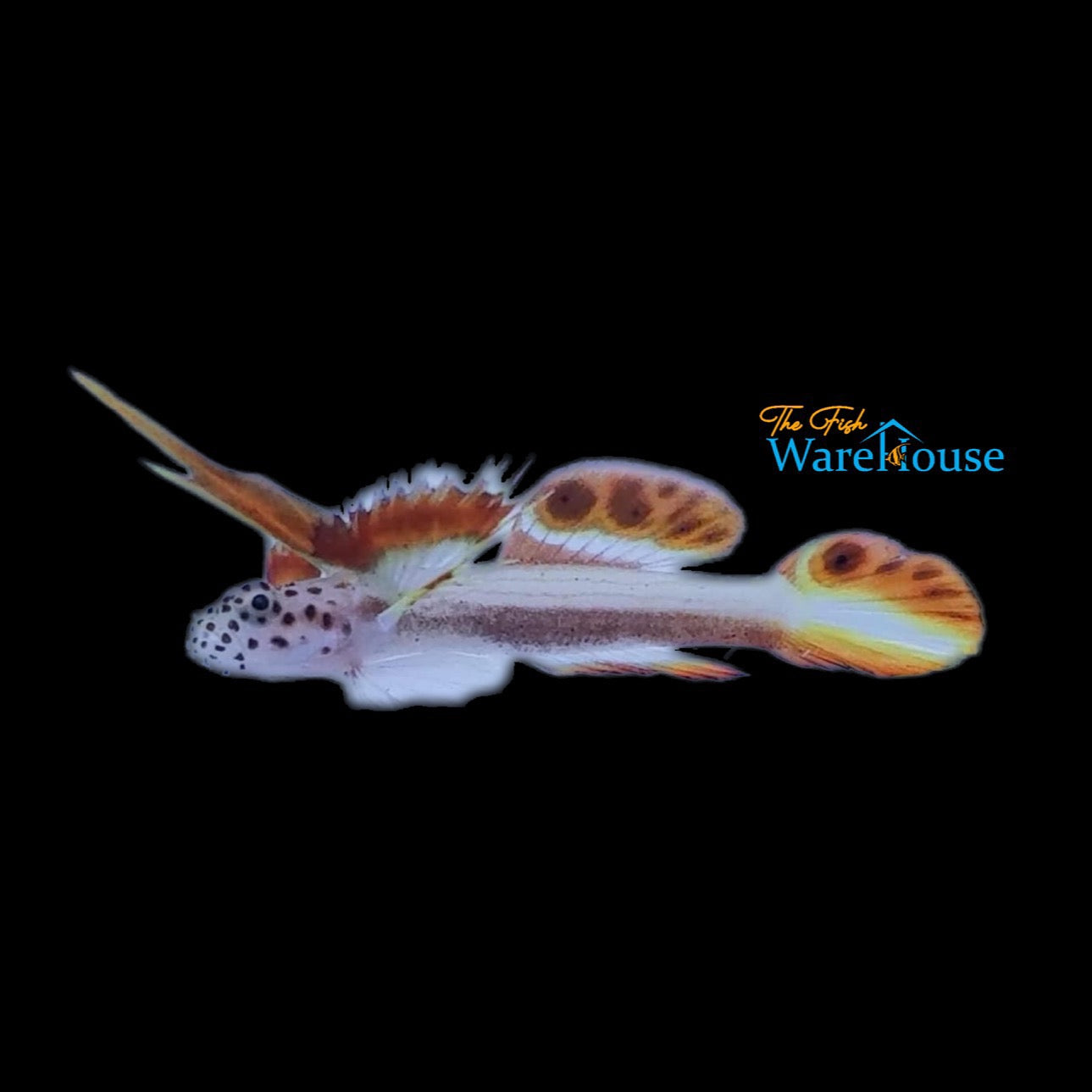 Flaming Prawn Goby (Discordipinna griessingeri)