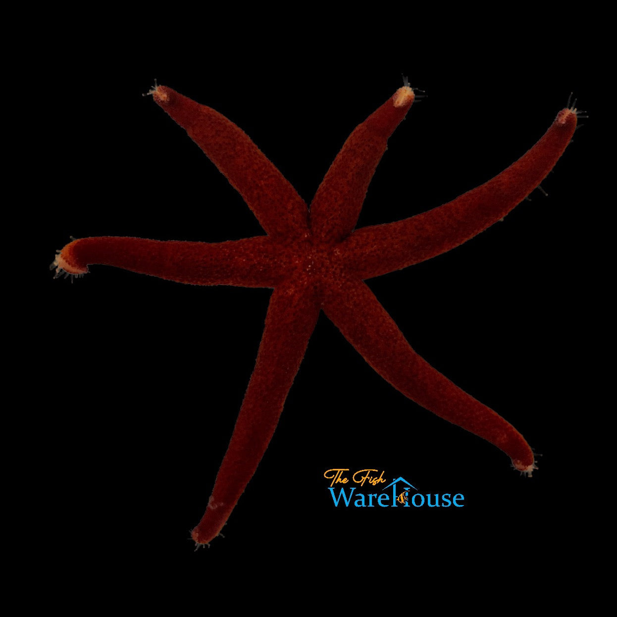 Burgundy Linckia Starfish (Linckia laevigata)