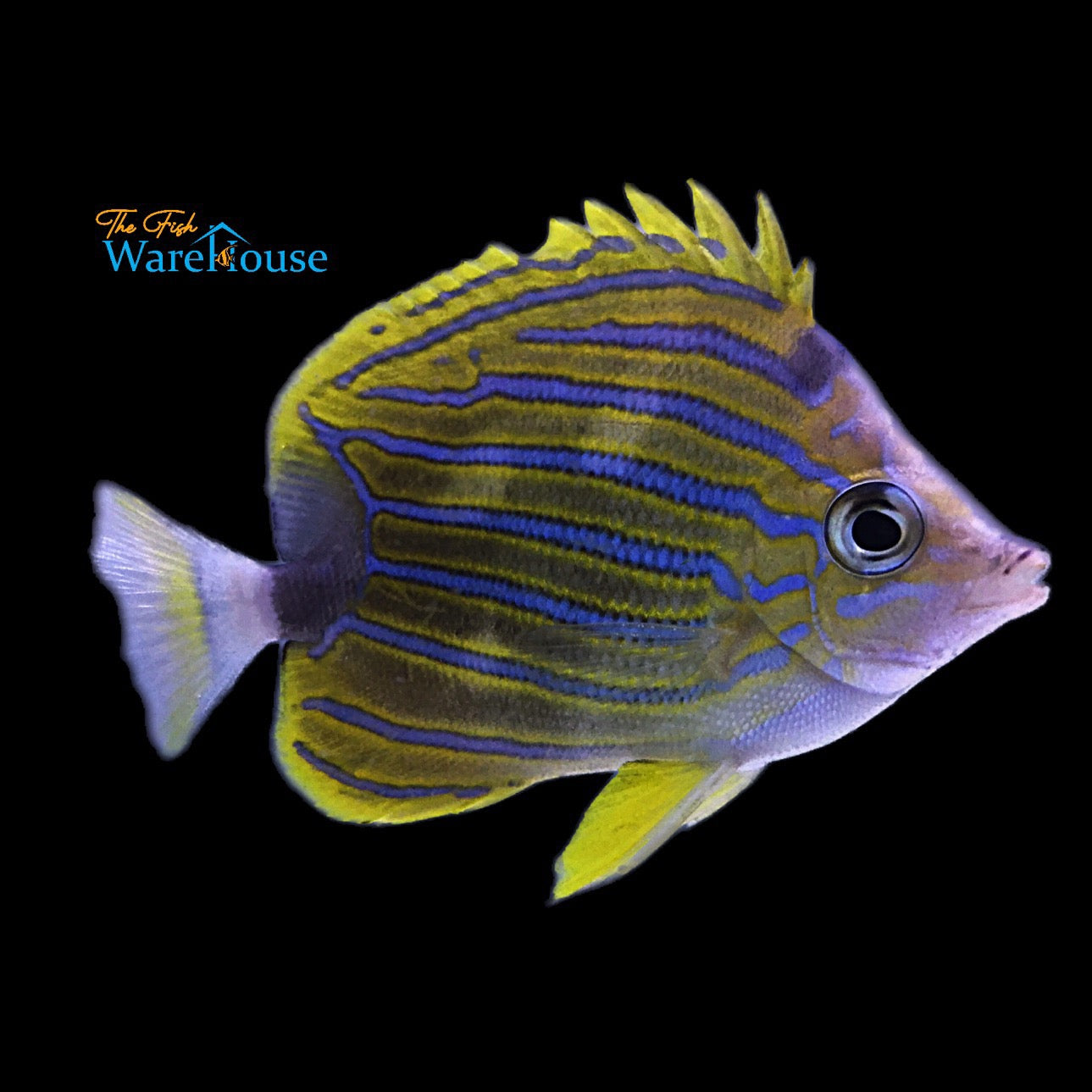 Blue Stripe Butterflyfish (Chaetodon fremblii)