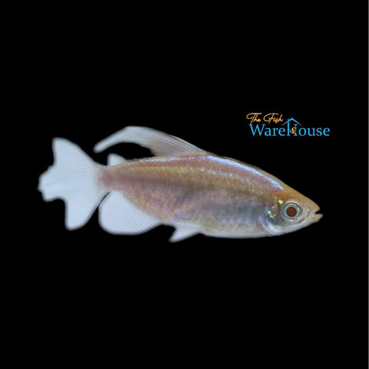 Albino Congo Tetra (Phenacogrammus interruptus albino)