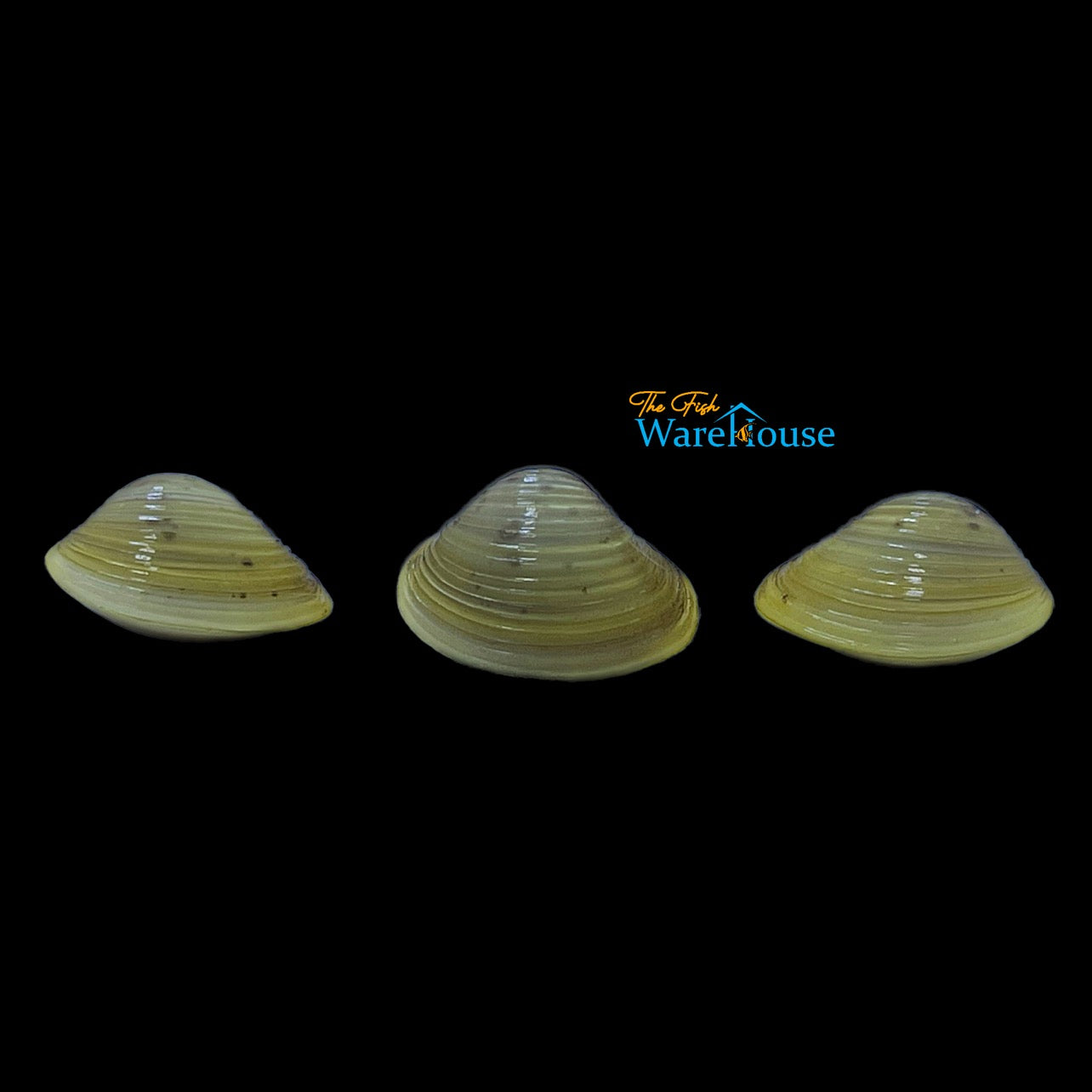 Gold Freshwater Clam (Corbicula fluminea)