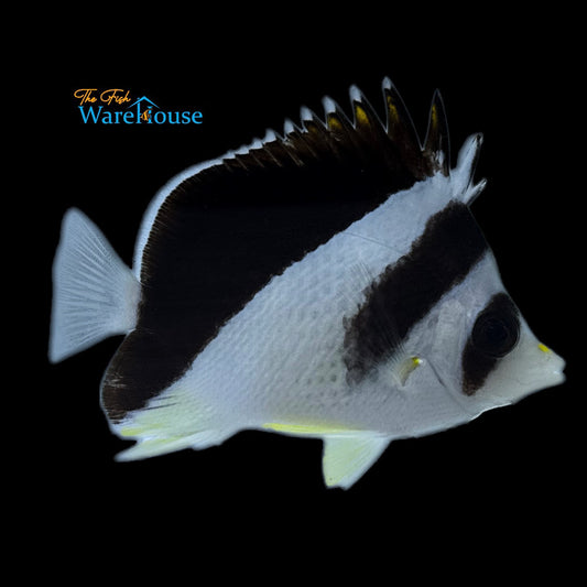 Burgess' Butterflyfish (Chaetodon burgessi)