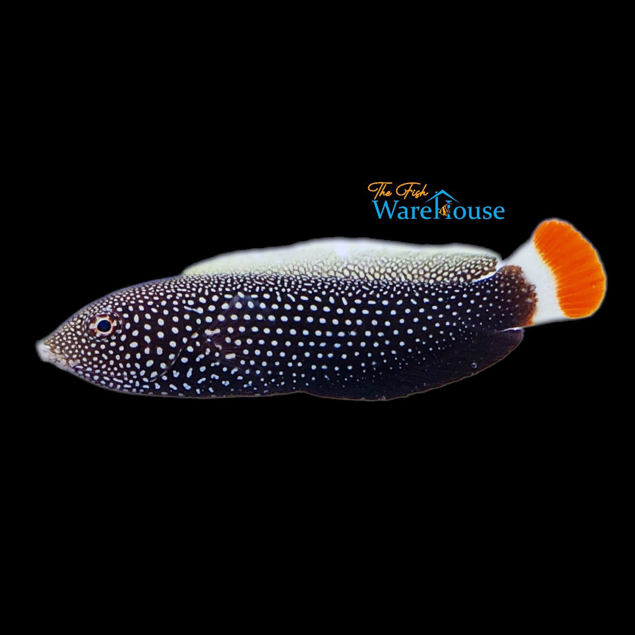 Redtail Tamarin Wrasse (Anampses chrysocephalus)