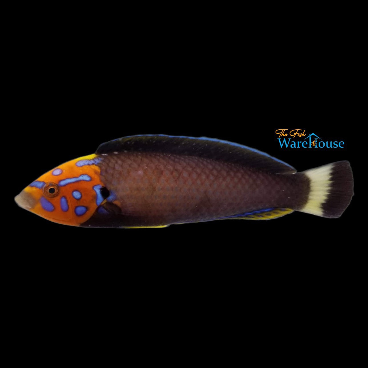 Redtail Tamarin Wrasse (Anampses chrysocephalus)