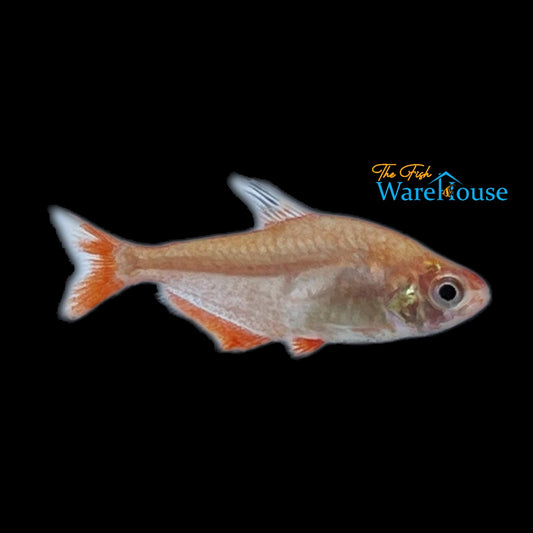 Coral Red Serpae Tetra (Hyphessobrycon eques coral red)