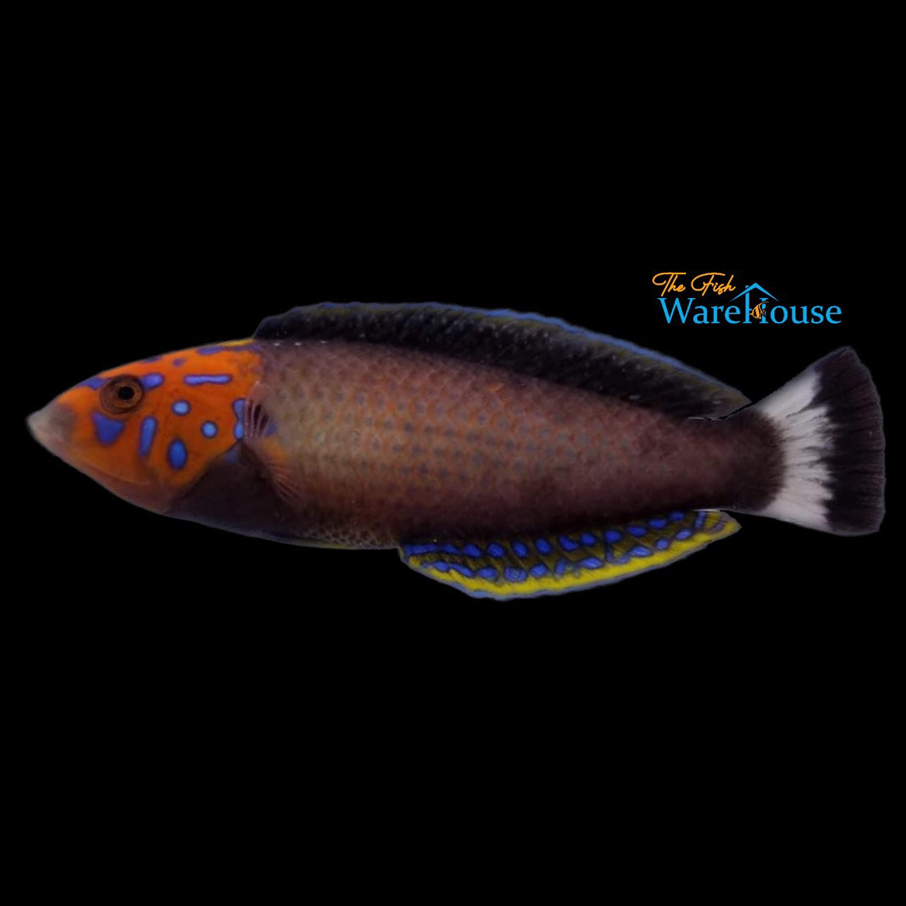 Redtail Tamarin Wrasse (Anampses chrysocephalus)