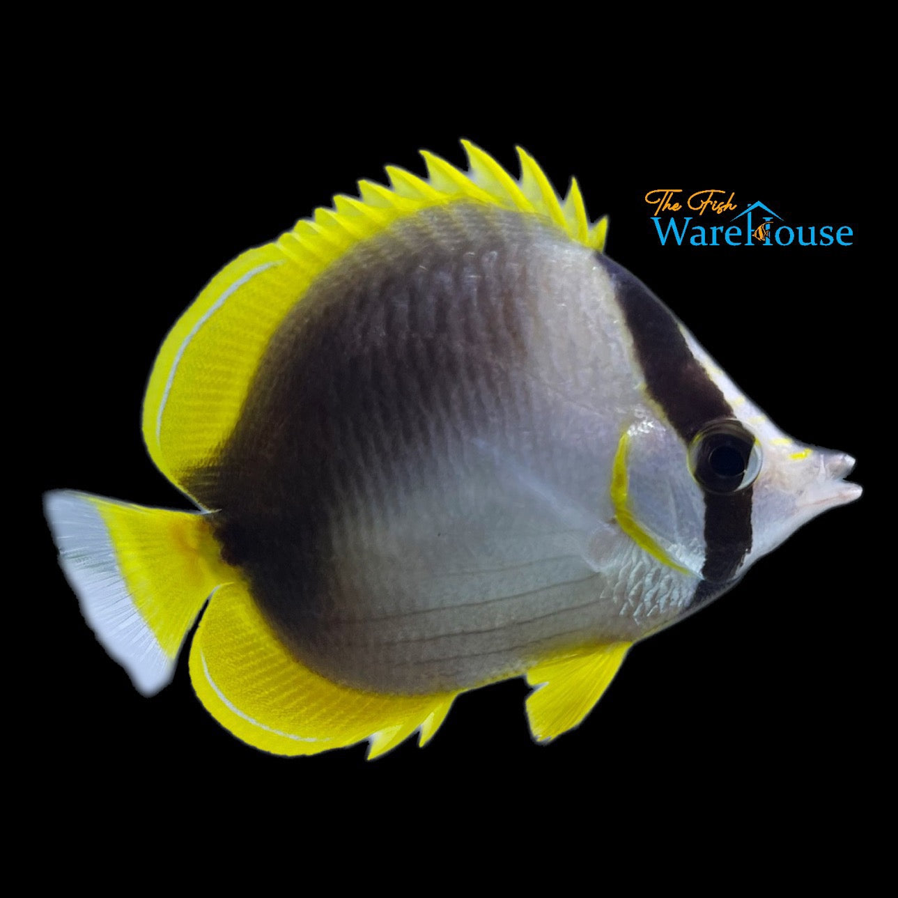 Somali Butterflyfish (Chaetodon leucopleura)