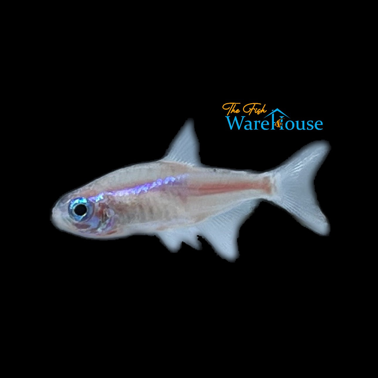 Platinum Neon Tetra (Paracheirodon innesi platinum)